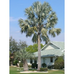 Bismarck Palm 24' of Clear Trunk